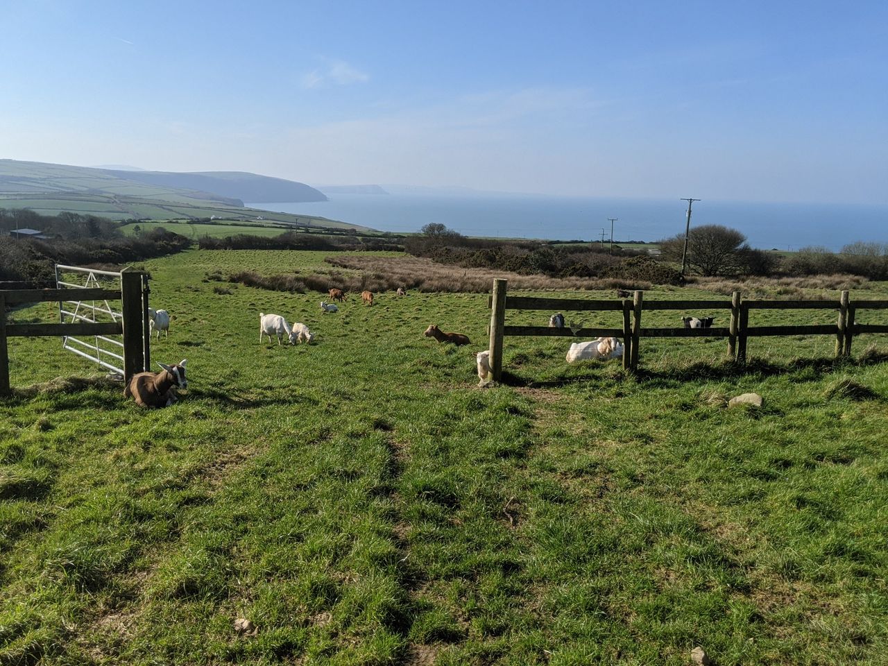 Penwaun Goat Farm