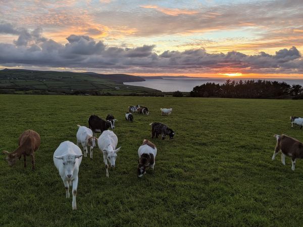 Penwaun Goat Farm