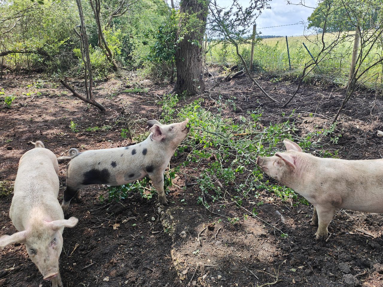 Pigsty Farm