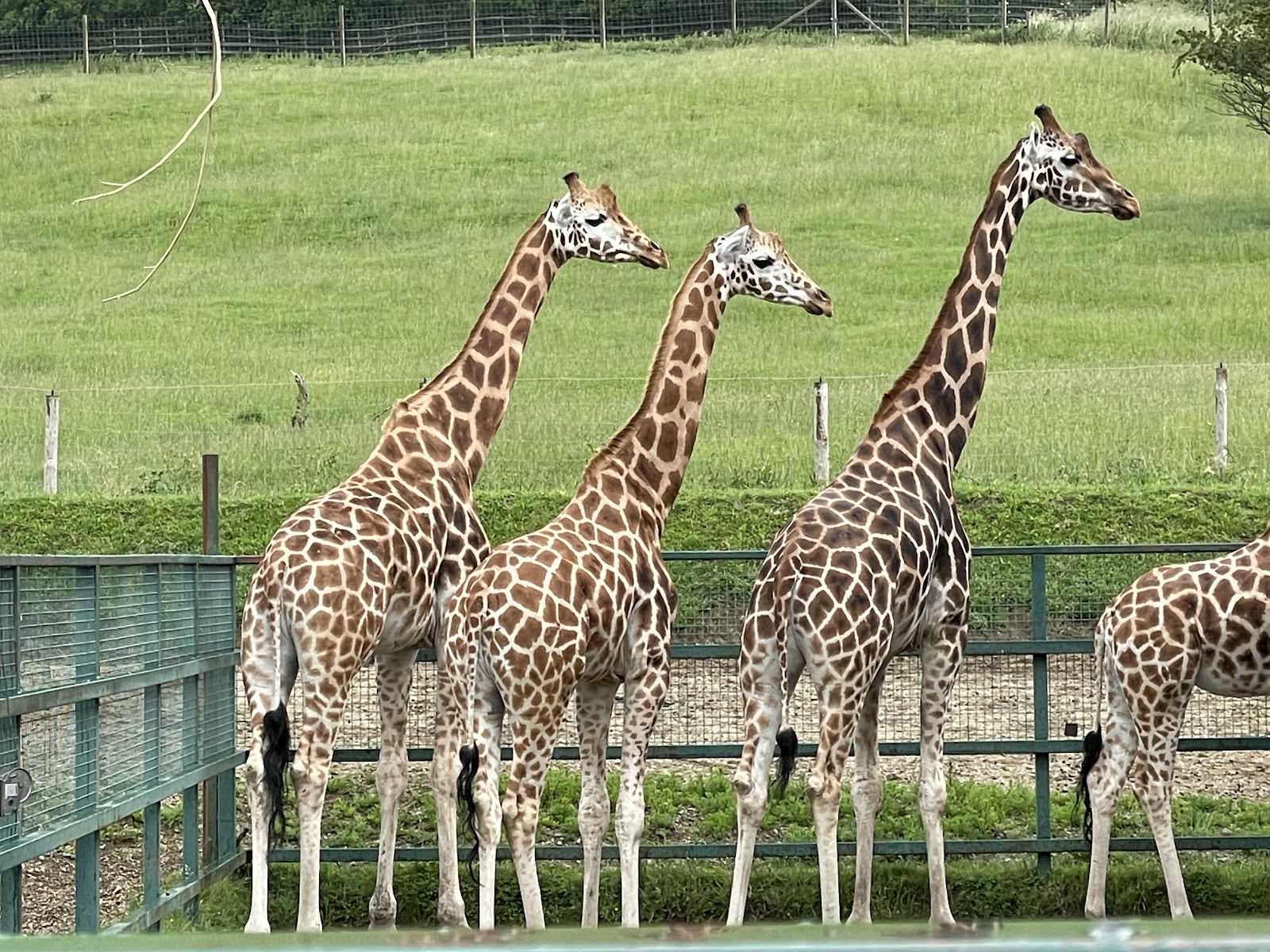 Port Lympne Reserve
