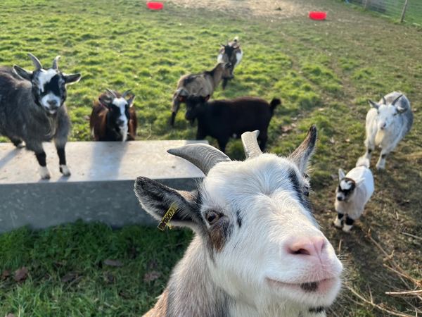 Primrose Smallholding and Camping