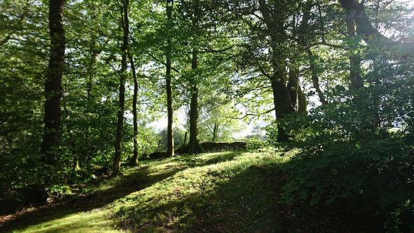 Ramsteads Coppice