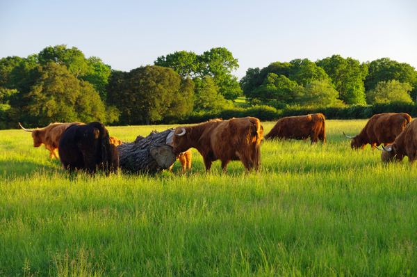 Roundoak Farm