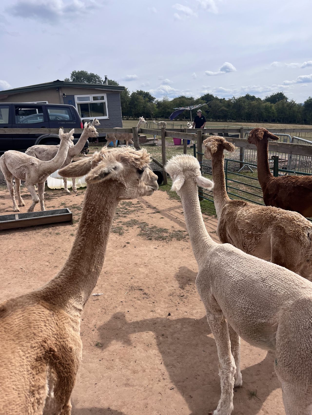 Severn Valley Alpacas