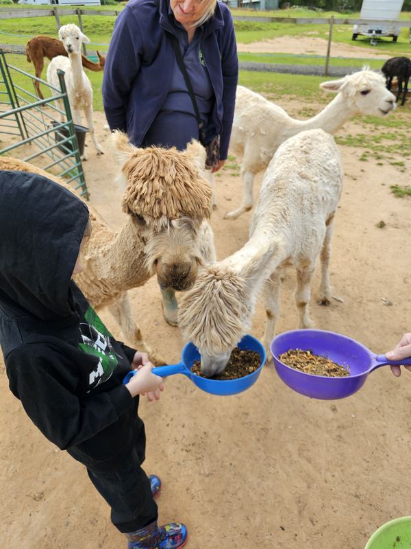 Severn Valley Alpacas