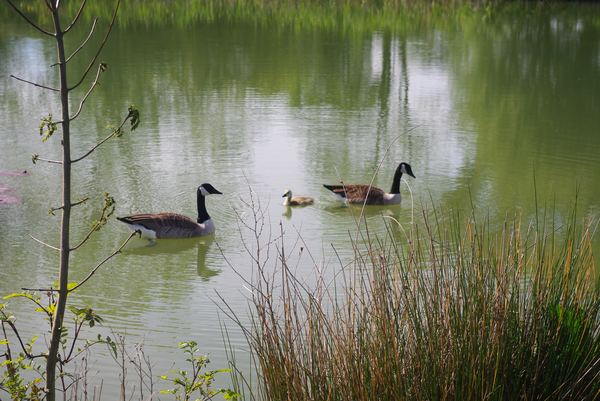Shaftesbury Country Touring Park