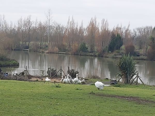 Shiplate Farm Fishery