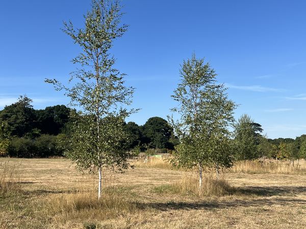 Small Trees Campsite