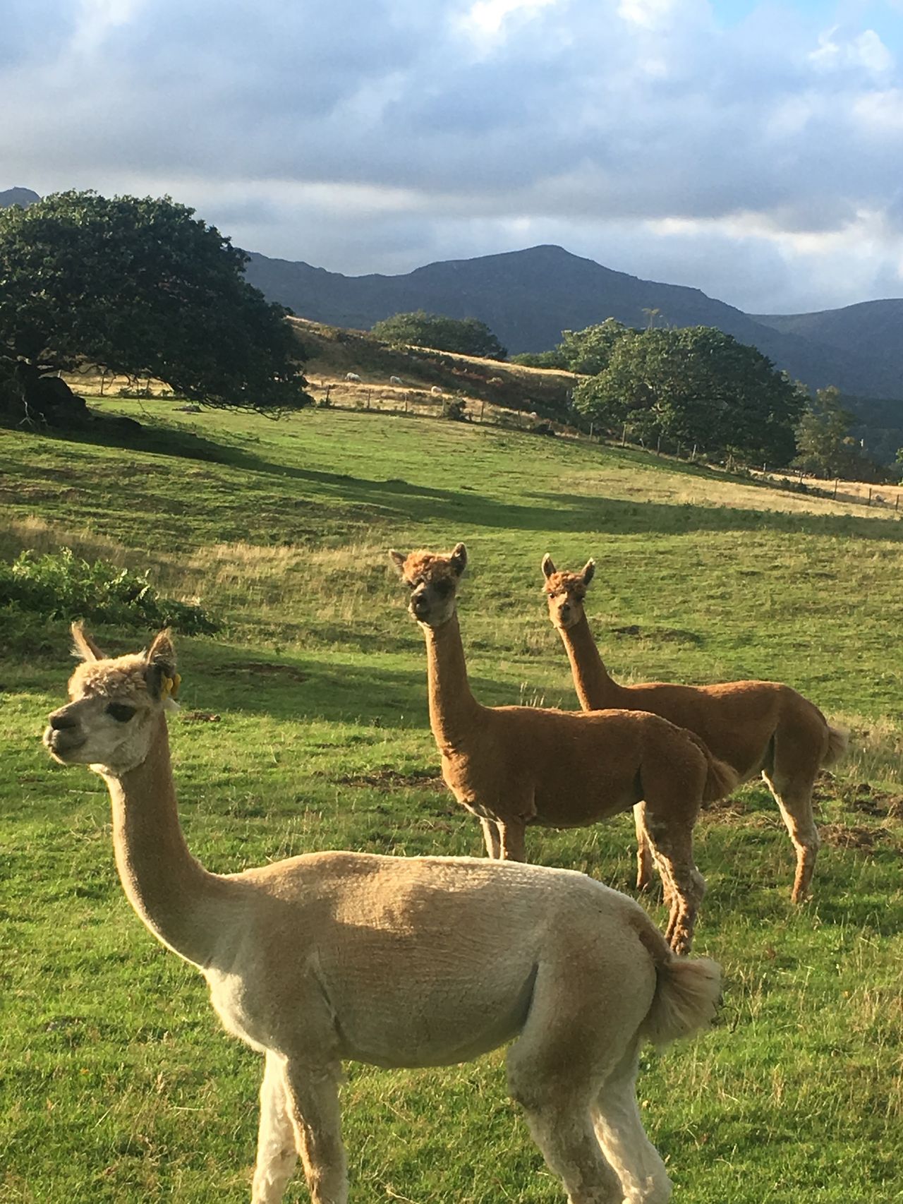 Snowdonia Alpacas