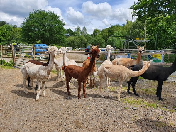 Snowdonia Alpacas