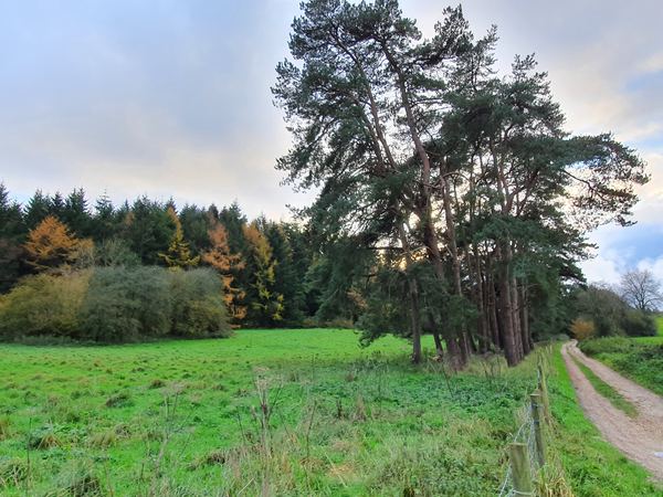 Southover Woods