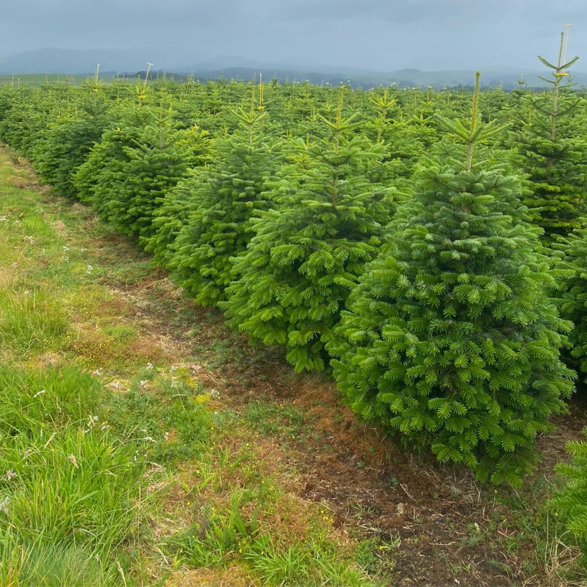 Stampley Moss Farm