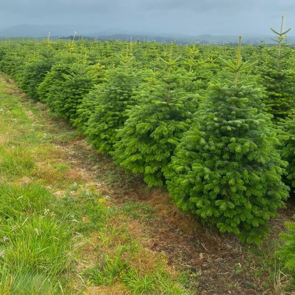 Stampley Moss Farm