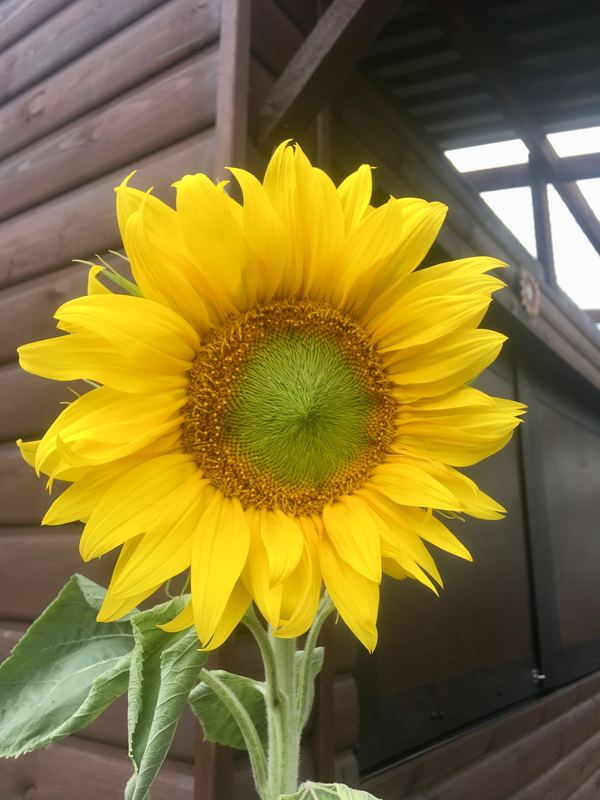 Sunflower Park