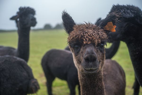 Sweet Home Alpaca