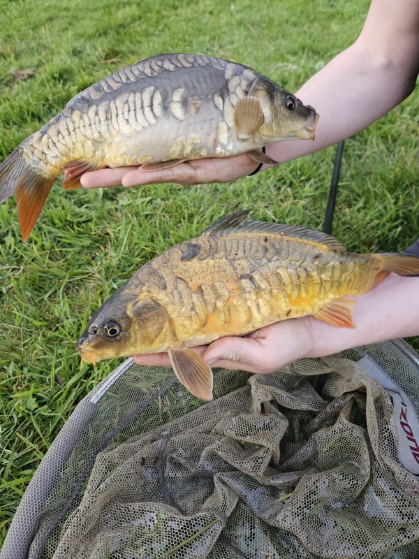 The Cider Farm Fishery
