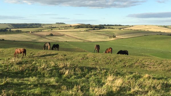 The Downs Stables