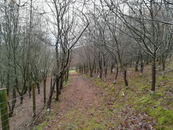 The Grove Y'Gelli