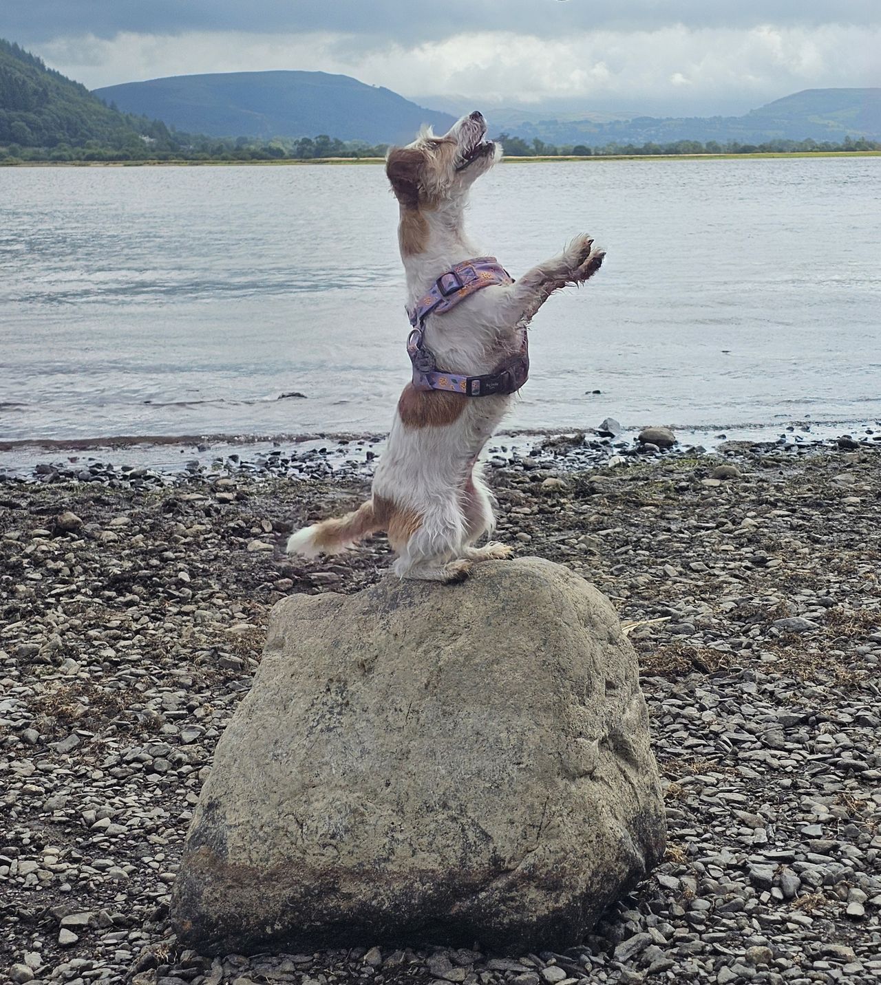 The Larches Caravan Park