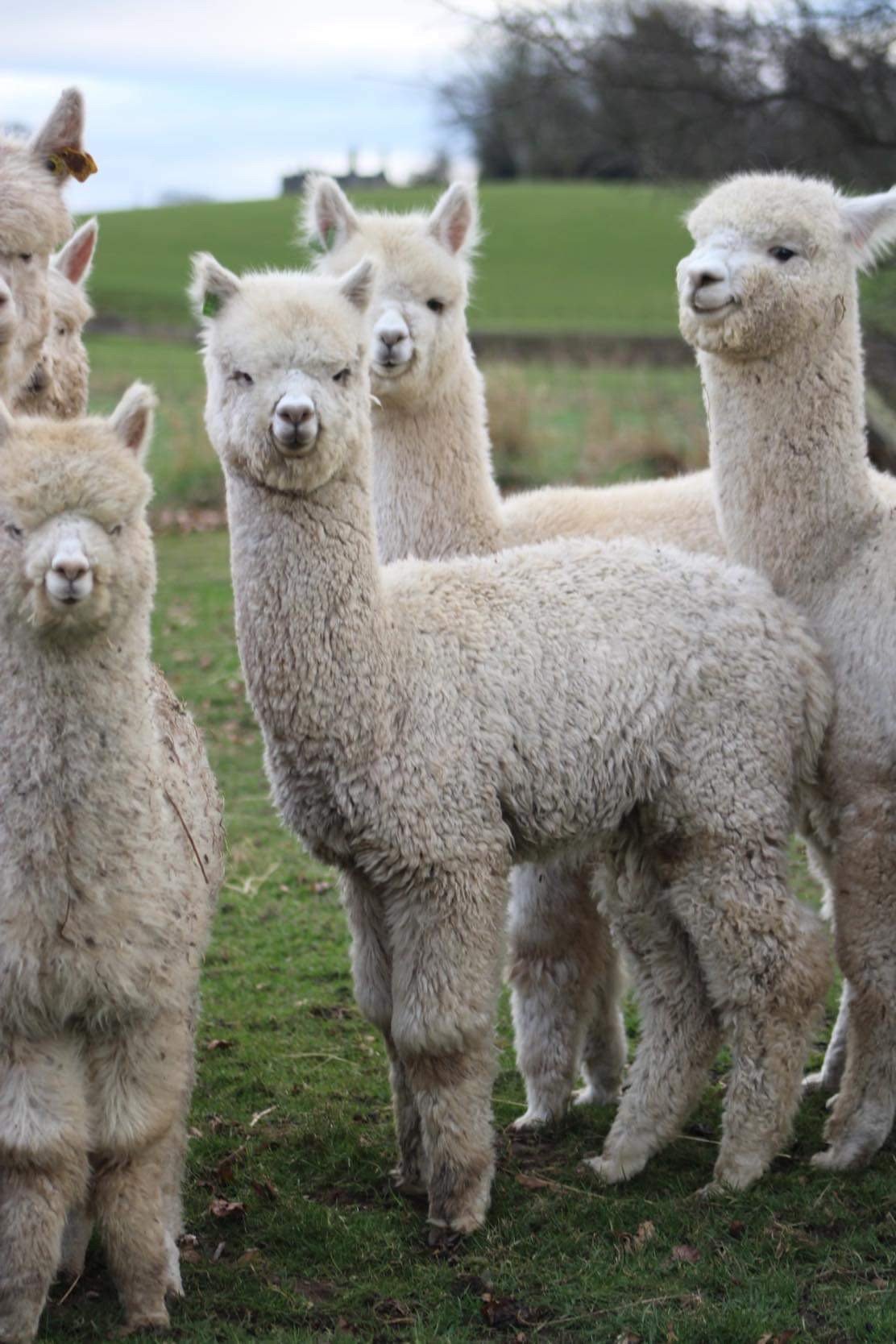 The Llama Farm