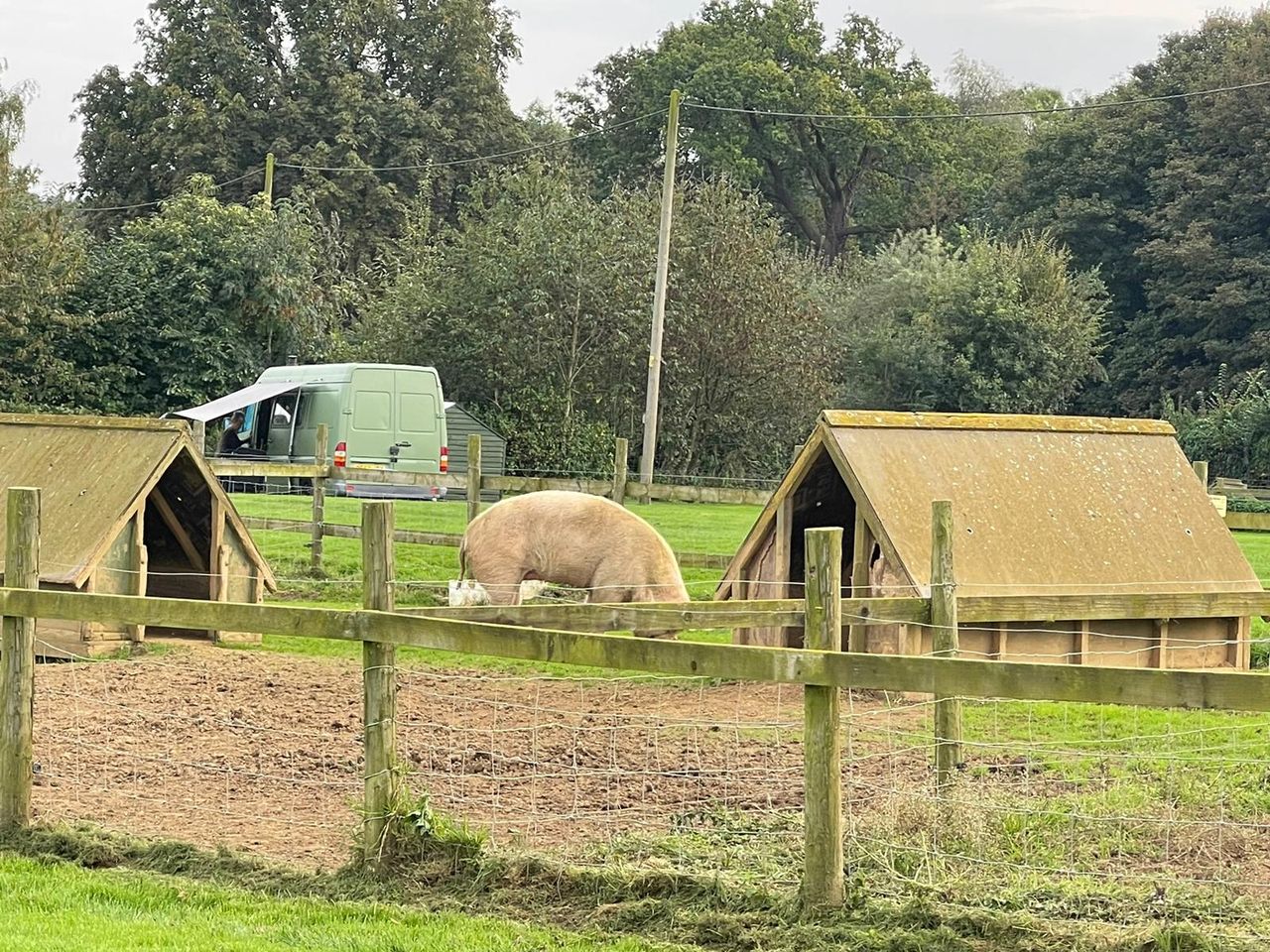 The Pig Place
