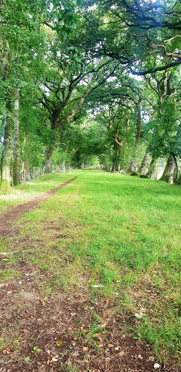 Tyddyn Heilyn Site