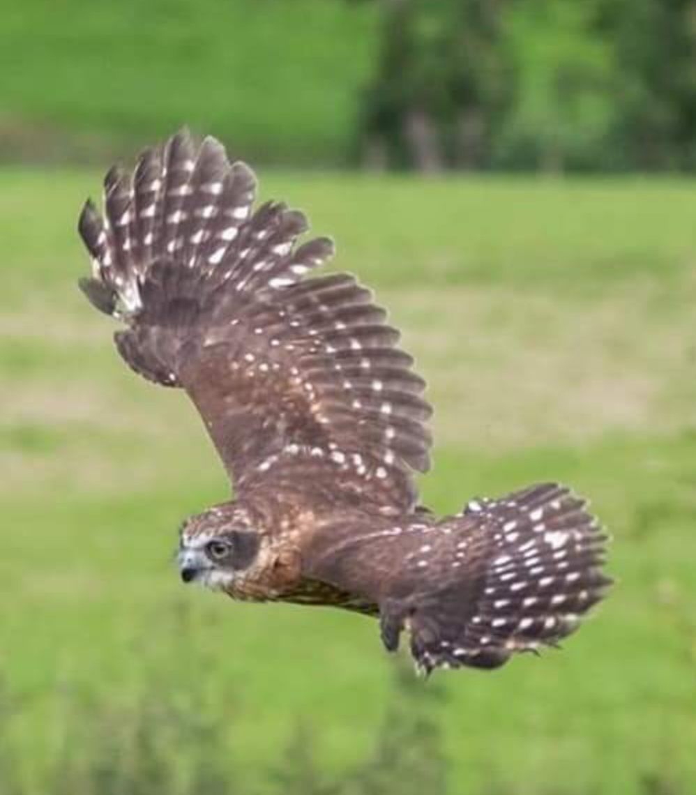 Valley View Falconry