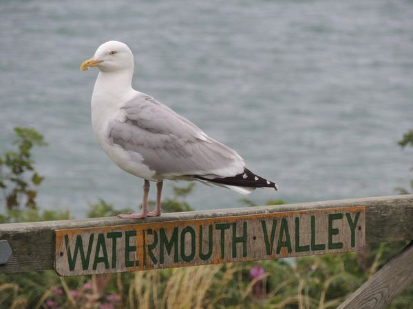 Watermouth Valley Camping Park