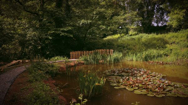 Wellness Woodlands