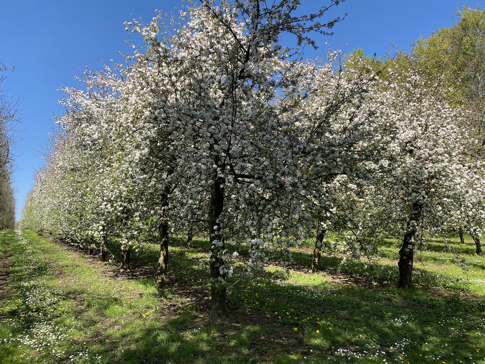 West Down Orchard Touring and Camping Park