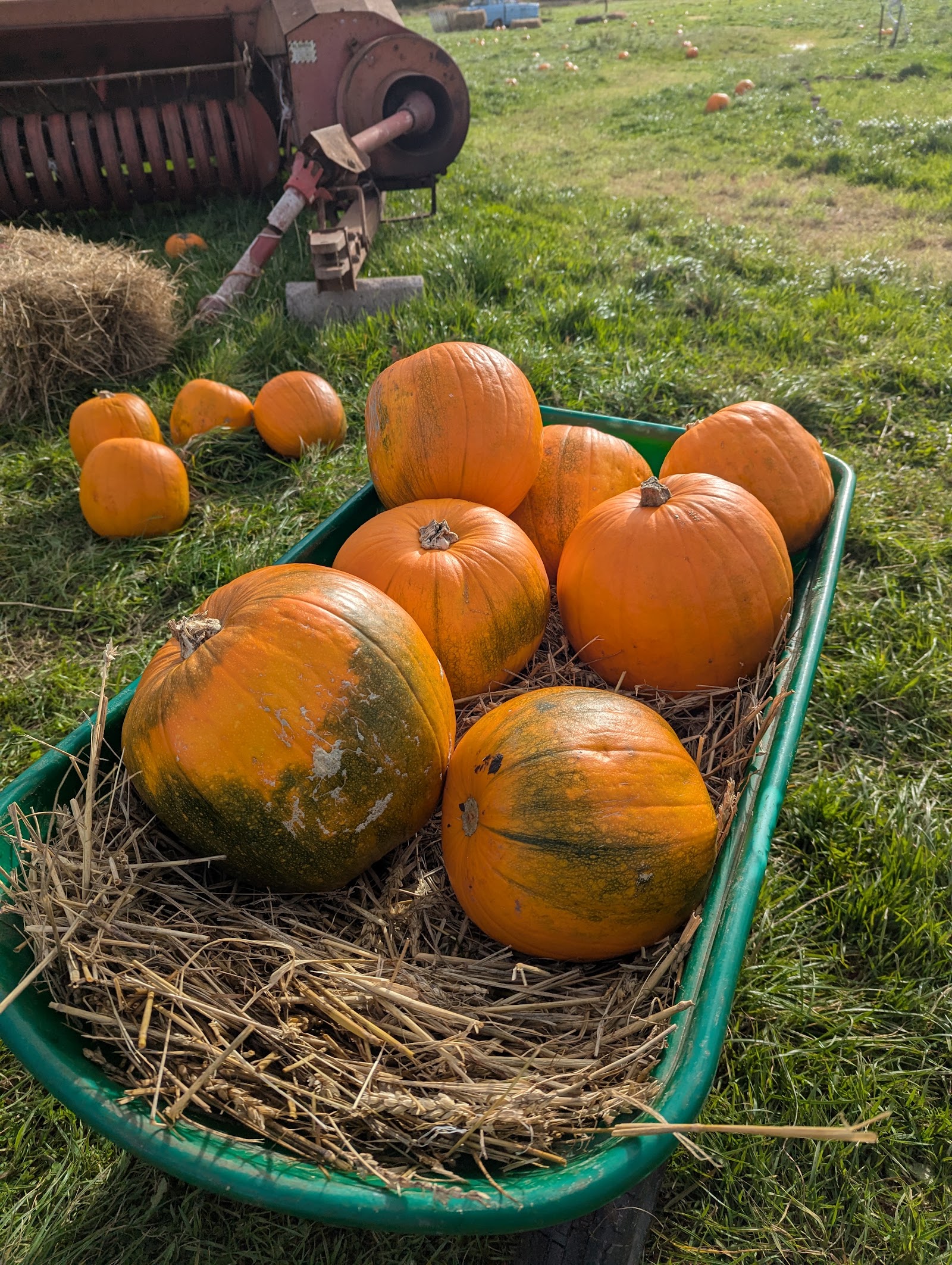 Whyndyke Farm