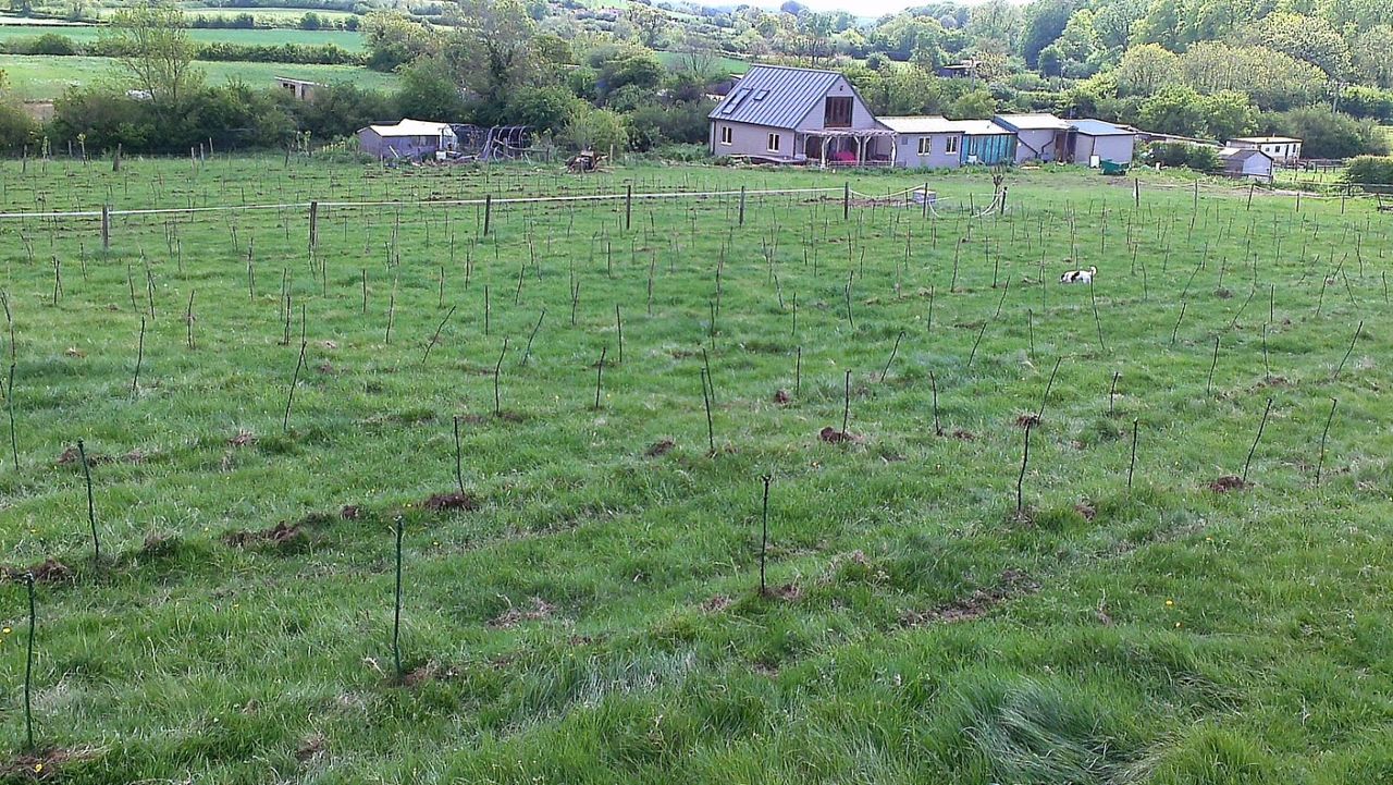 Willow Farm