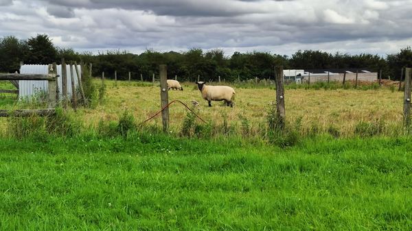 Willow Farm