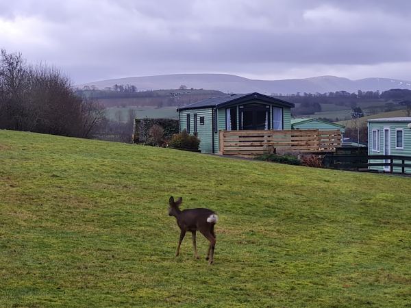 Woodside Caravan Park