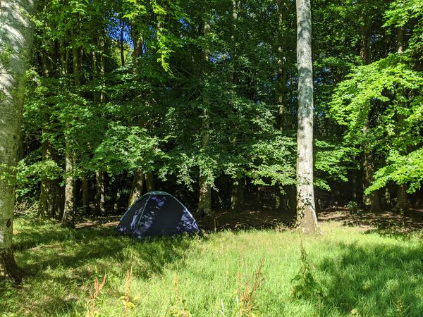 Wytch Wood Camping
