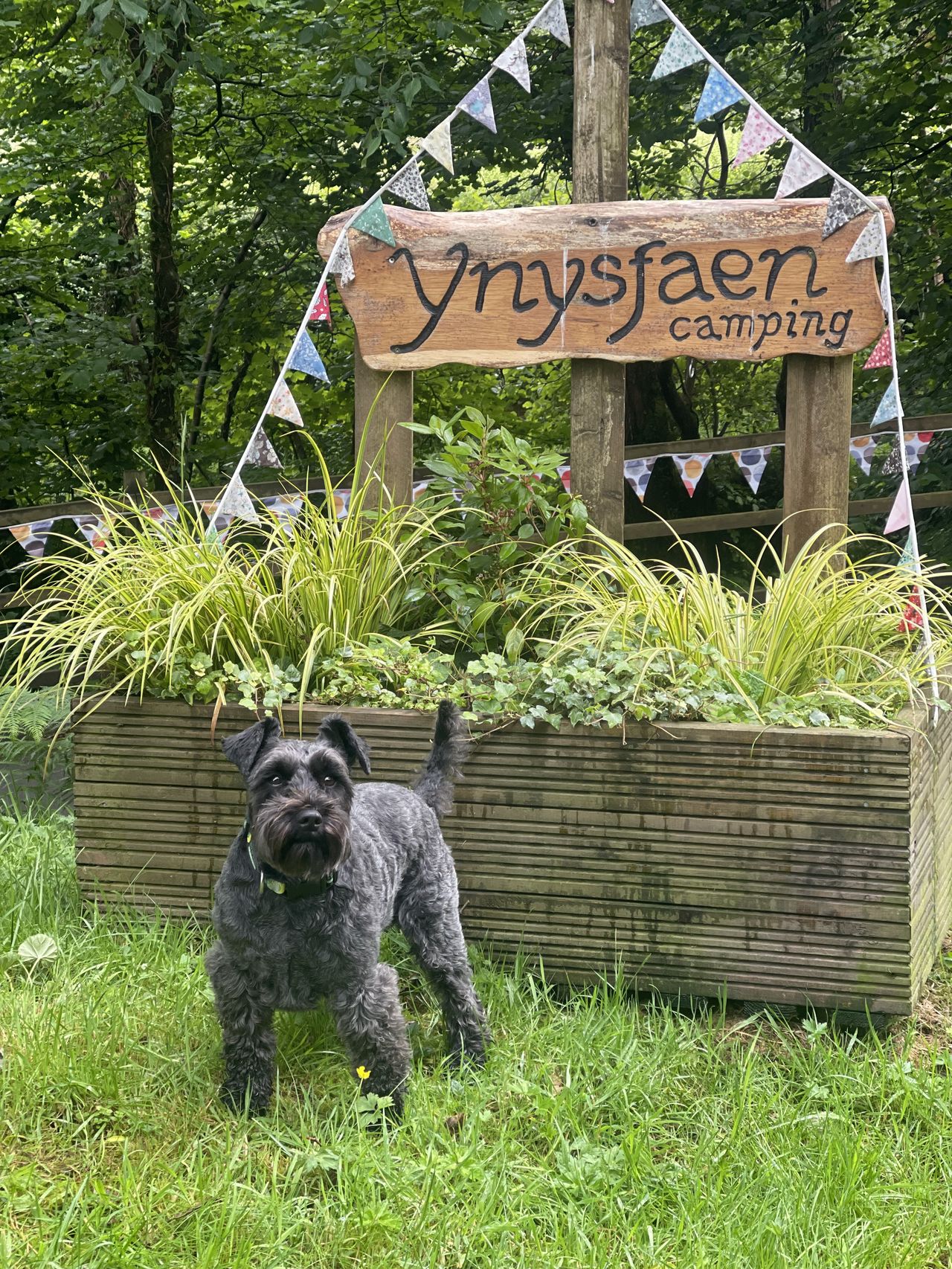 Ynysfaen Camping and Glamping