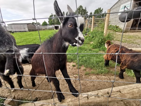 Aberkin Farm - Dwyfor