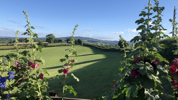 Betula Views