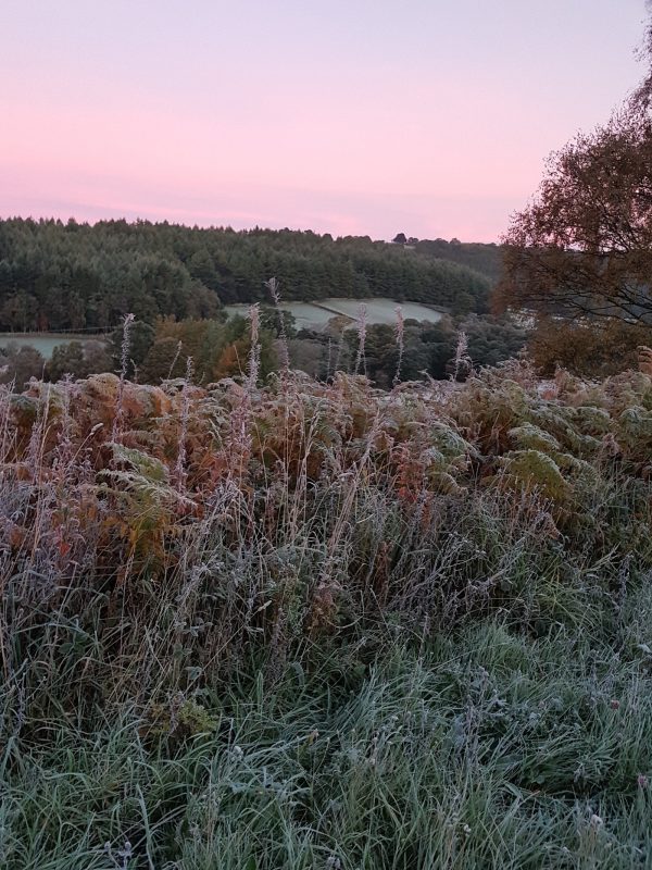 Birch