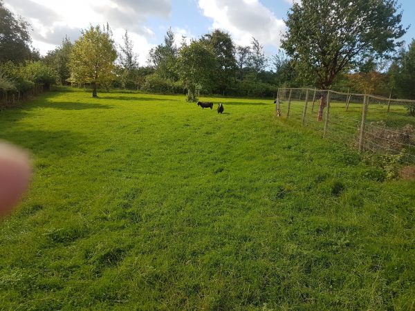 Bryn Cosyn