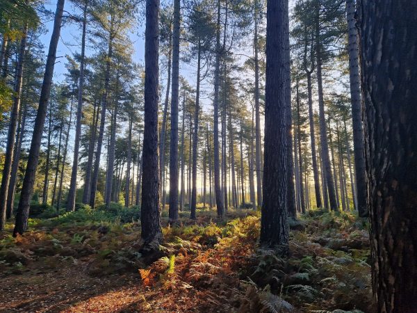 Cannock Chase