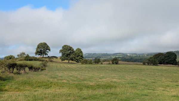 Carribber Beech