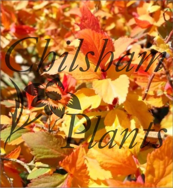 Chilsham Farm Nurseries - Badgers