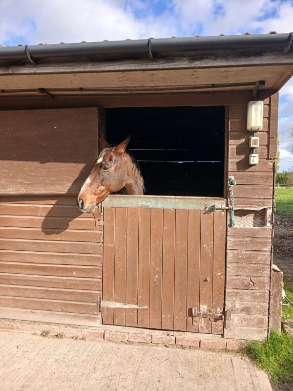 Decoy Farm Holiday Cottages - The Stable