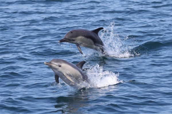 Dolphins