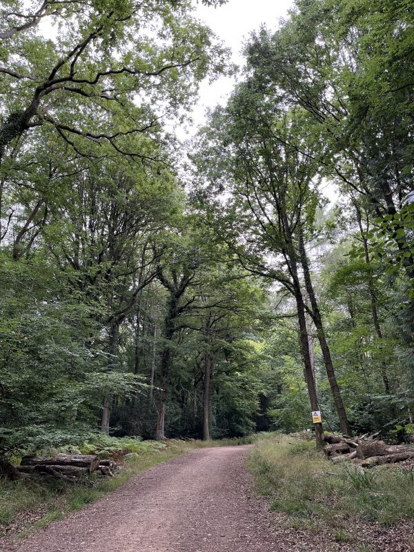 Forest Walk