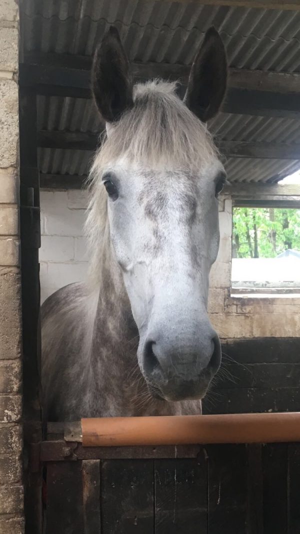 Freeland Farmhouse Stables