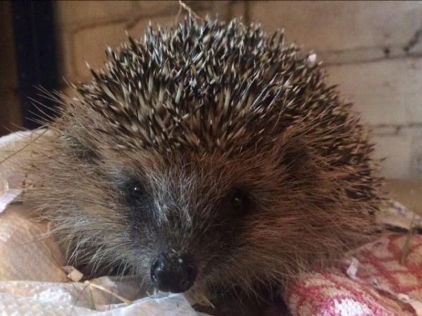 Hedgehog