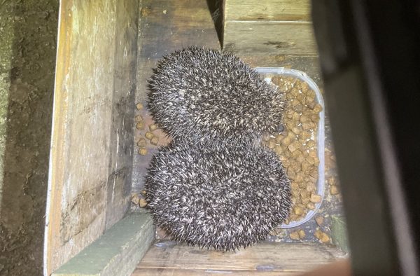 Hedgehog