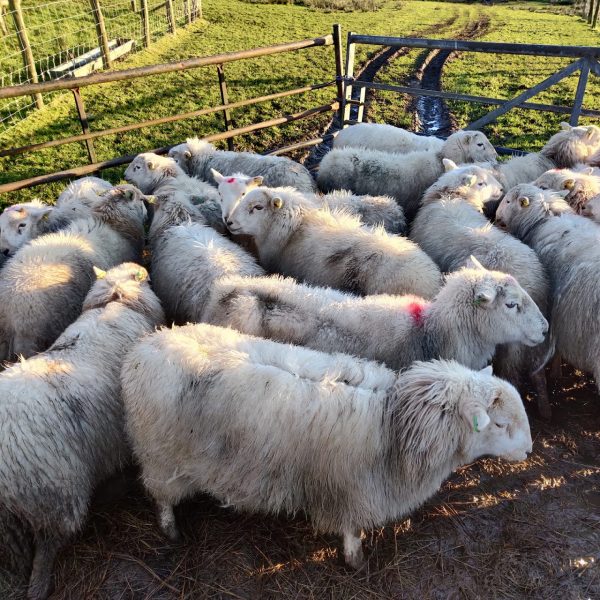 Hendrelas Farm - Y Stabl